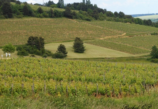 Paysage de vignes de la cote Mai 2014