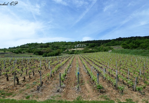 Paysage de vignes de la cote Mai 2014 1
